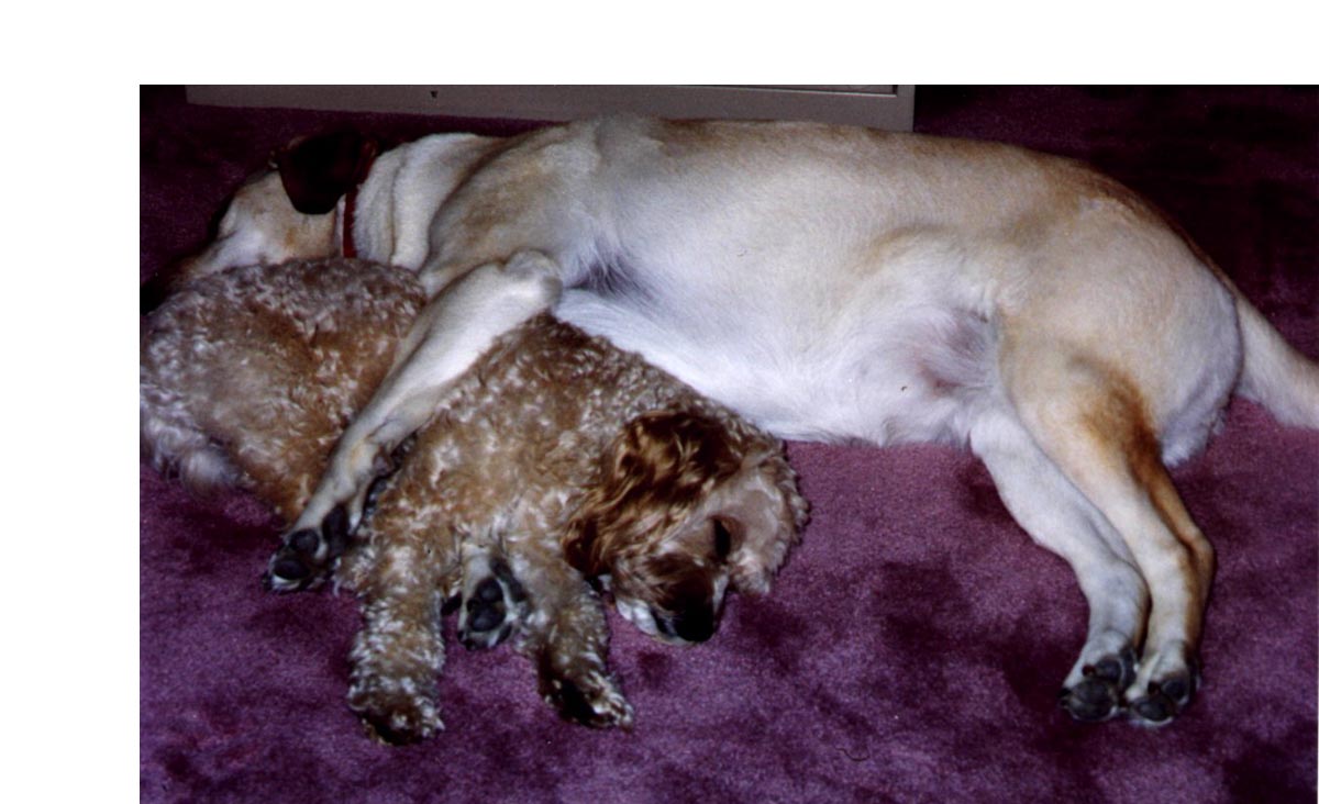 Sam & Abby Cuddling
